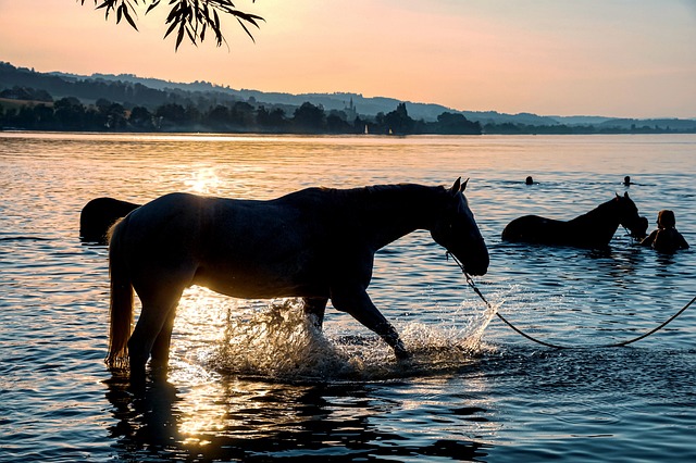 Fra skader til sundhed: Sådan kan laserterapi hjælpe din hest til at præstere bedre